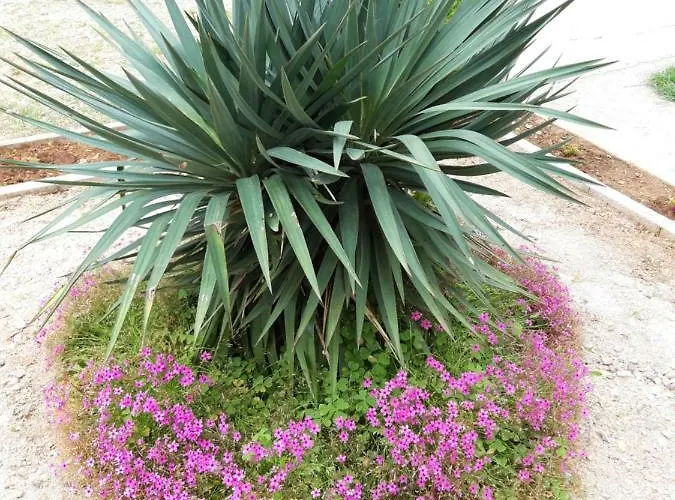 Laura I Angelina Appartement *